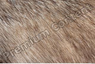 Badger fur photo reference 0001